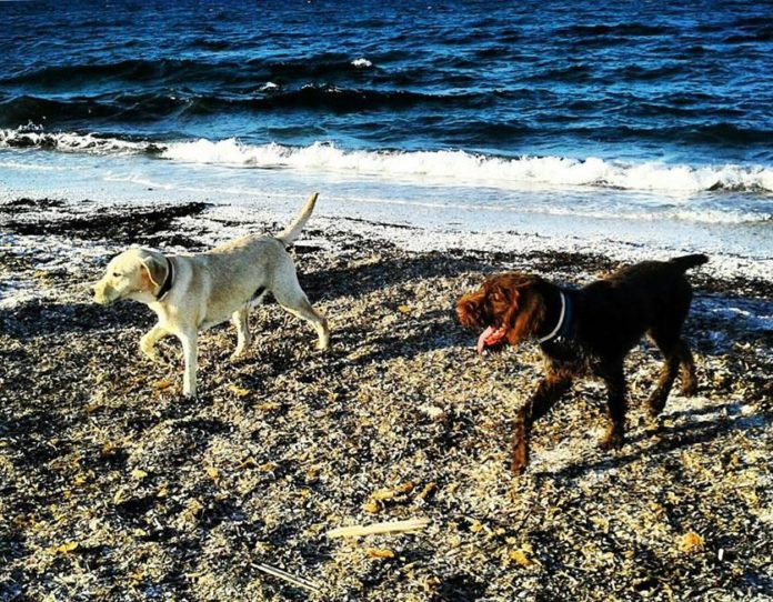 spiaggia sardegna cani