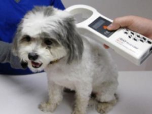 anagrafe canina
