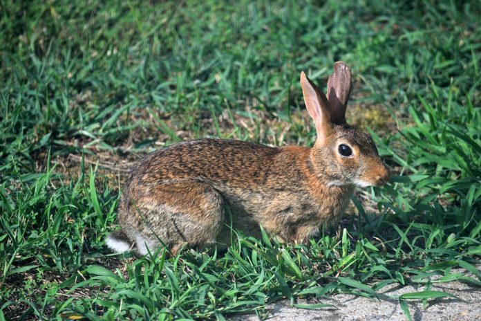 caccia coniglio tar sardegna
