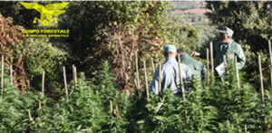 sardegna piantagione Cannabis