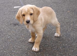 cani sardegna