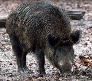 animali sardegna campagne