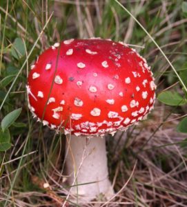 sardegna intossicazione funghi Ispettorato Micologico sassari ozieri