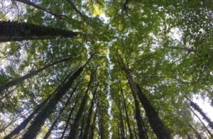 giornata mondiale dell'albero sassari nurra palmadula novembre 2019