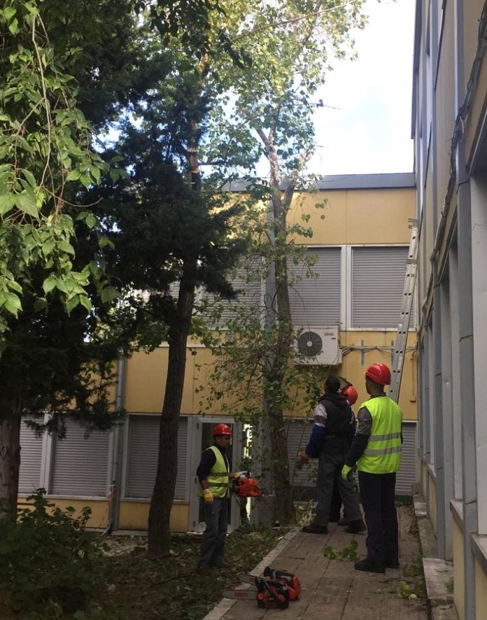 sassari scuola alberi abbattimento sicurezza scuola via ogliastra