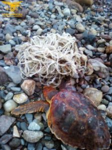 sardegna tartaruga salvata carloforte
