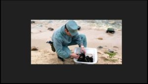 ricci di mare sardegna corpo forestale tutela