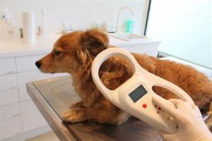 microchip cani sassari