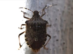 cimice-asiatica-sardegna
