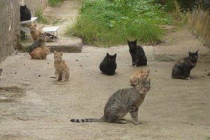 colonia felina castelsardo sterilizzazione gatti