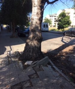 alberi sassari