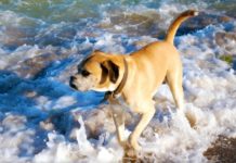 cane mare bagno spiaggia