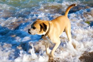 cane mare bagno spiaggia