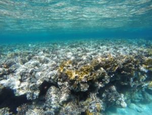 pulizia mare fertilia