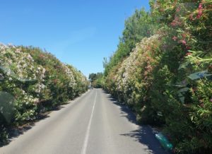 platamona pineta strada