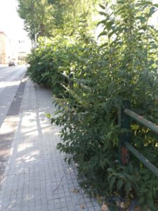 piante potate sassari