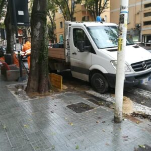 bagolaro