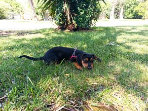 animali sassari