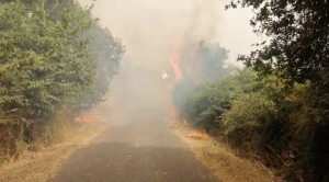 sardegna incendi