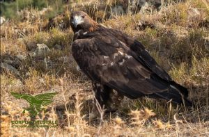 salvataggio animali sardegna
