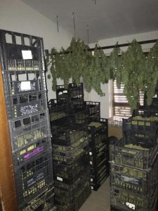 spaccio marijuana sardegna