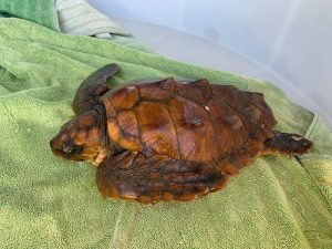 animali sardegna