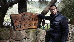 olivastri millenari luras