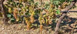 vino berchidda 2022
