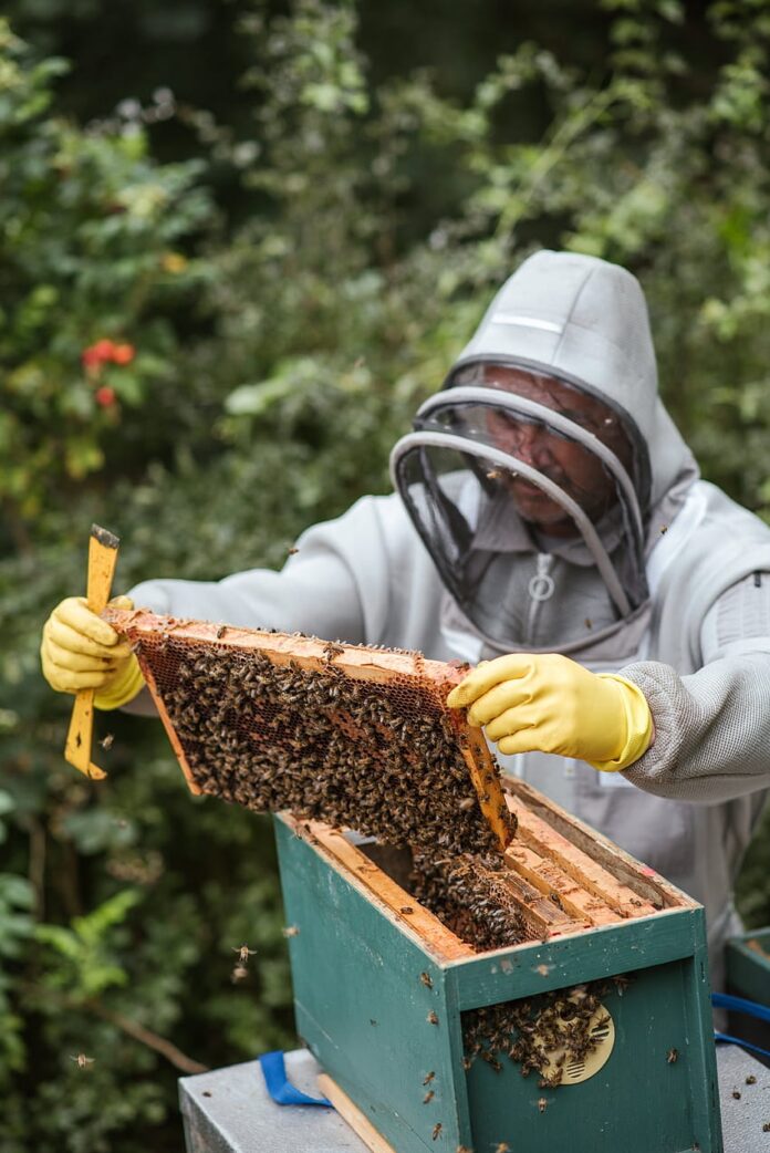 cura delle api
