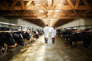 Medici-veterinari-bovini