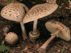 Funghi_intossicazione