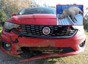 incidente-auto-cinghiale