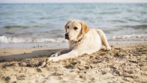 Spiaggia cani