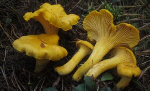 Cantharellus