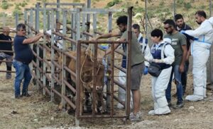 Vaccinazione dermatite bovina