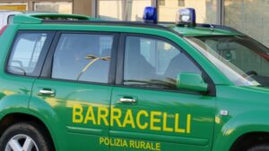 Barracelli