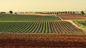 Campagna-agricoltura