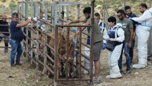 Vaccinazione-dermatite-bovina