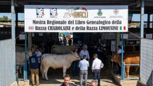 Fiera bovini ozieri